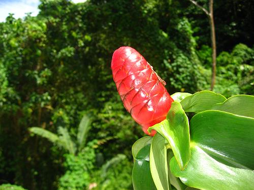 Young Man Flower